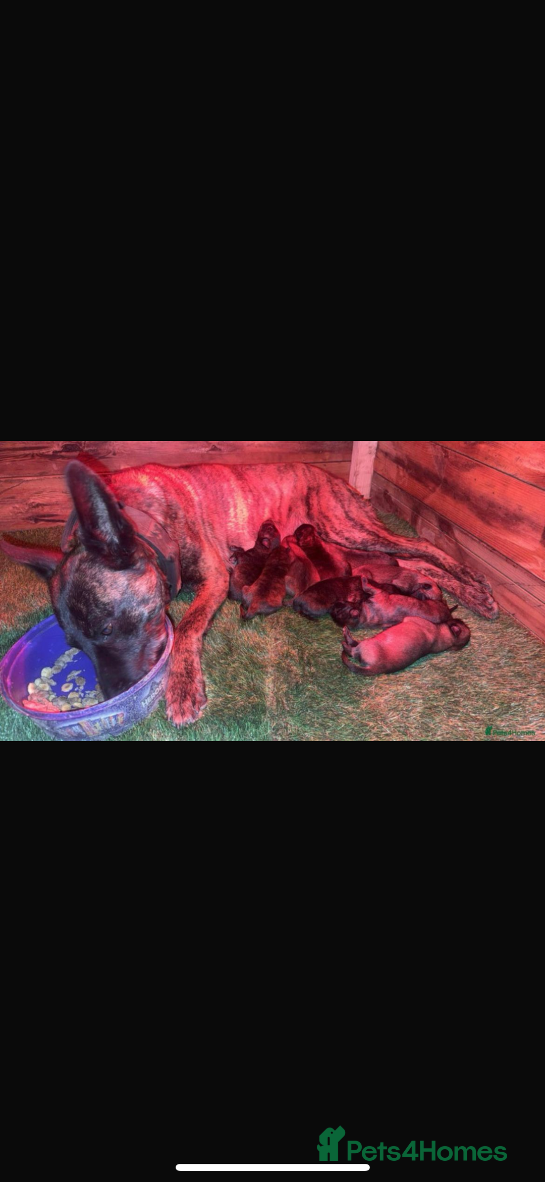 Belgian Shepherd Dog dogs for sale: Obedience Trained Belgian dutch malinios - Image 11