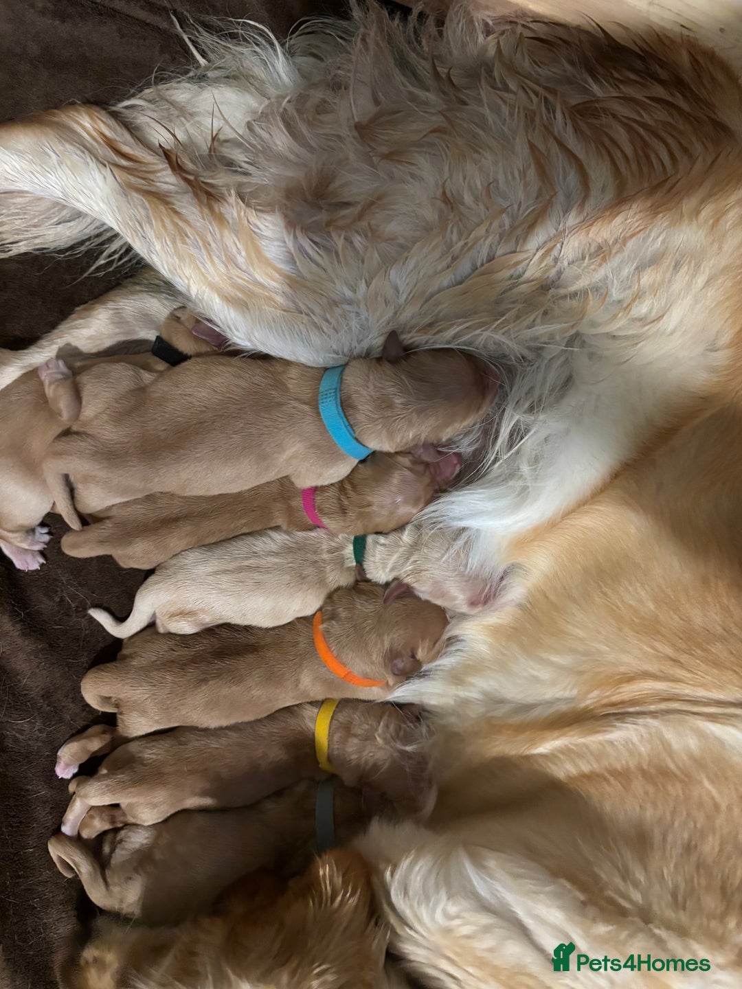 Golden Retriever dogs for sale: Beautiful Golden Retriever puppies  - Image 16