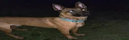 Mixed Breed dogs for sale: Bull herders  - Advert 22