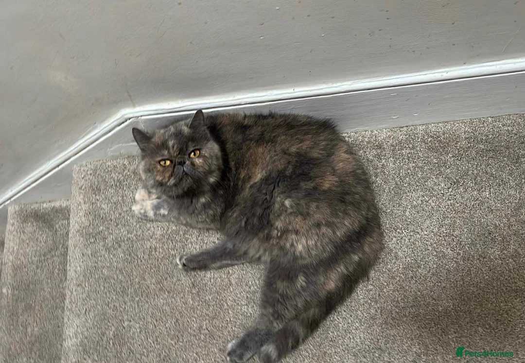 Exotic cats for sale: Grazia - Exotic Shorthair female  in London - Advert 3