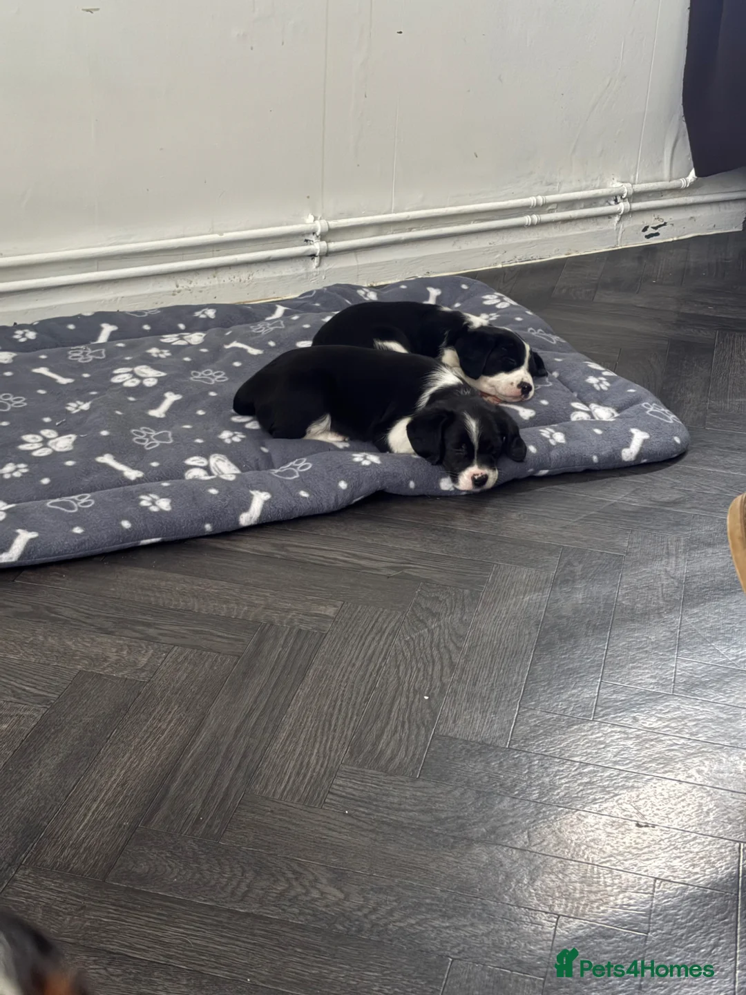 Mixed Breed dogs for sale: King Charles Cross Border Collie  in Sale - Advert 2