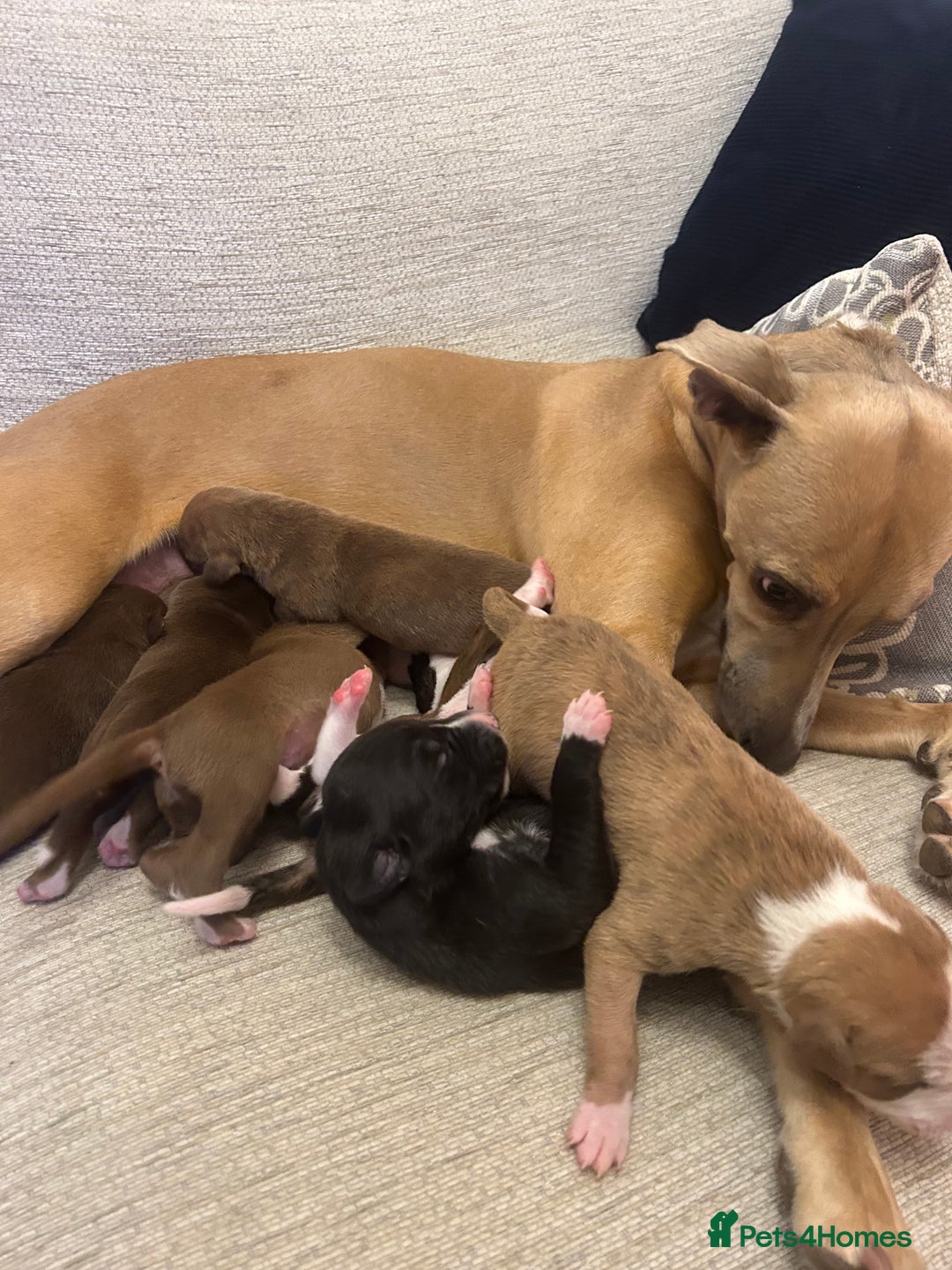 Mixed Breed dogs for sale: Bull Greyhound/Whippet Pups - Advert 3