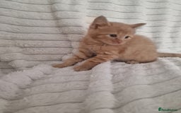 Mixed Breed cats for sale: Maine coon mixed kitchens - Image 12
