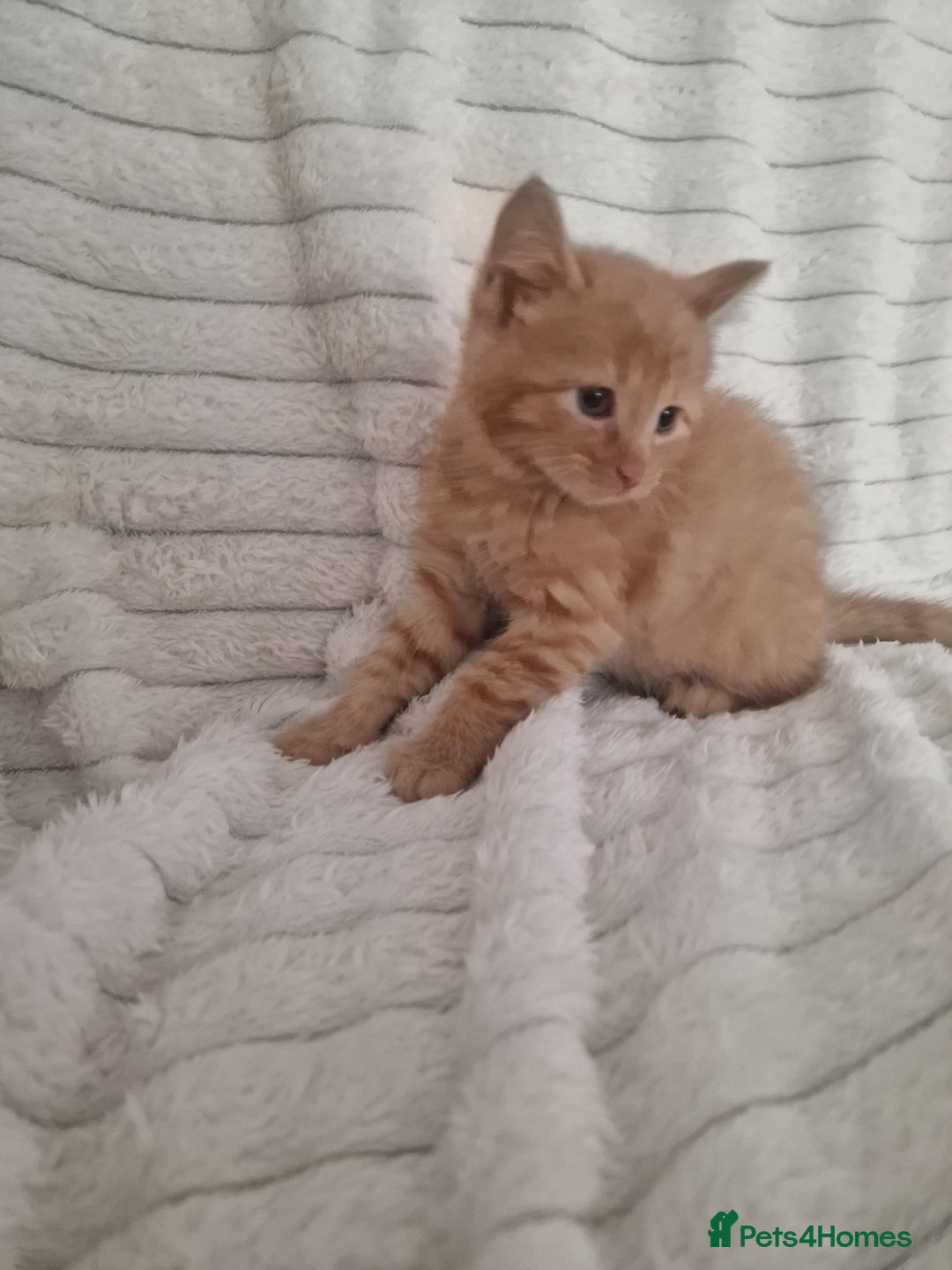 Mixed Breed cats for sale: Maine coon mixed kitchens - Image 12