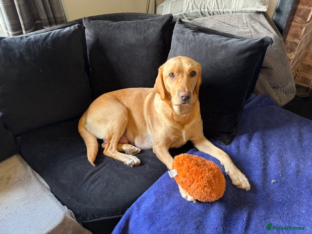 Borador dogs Lab collie puppies for sale - Advert 1