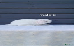 Mini Lop rabbits for sale: Gorgeous mini lop rabbits ready now  - Image 5