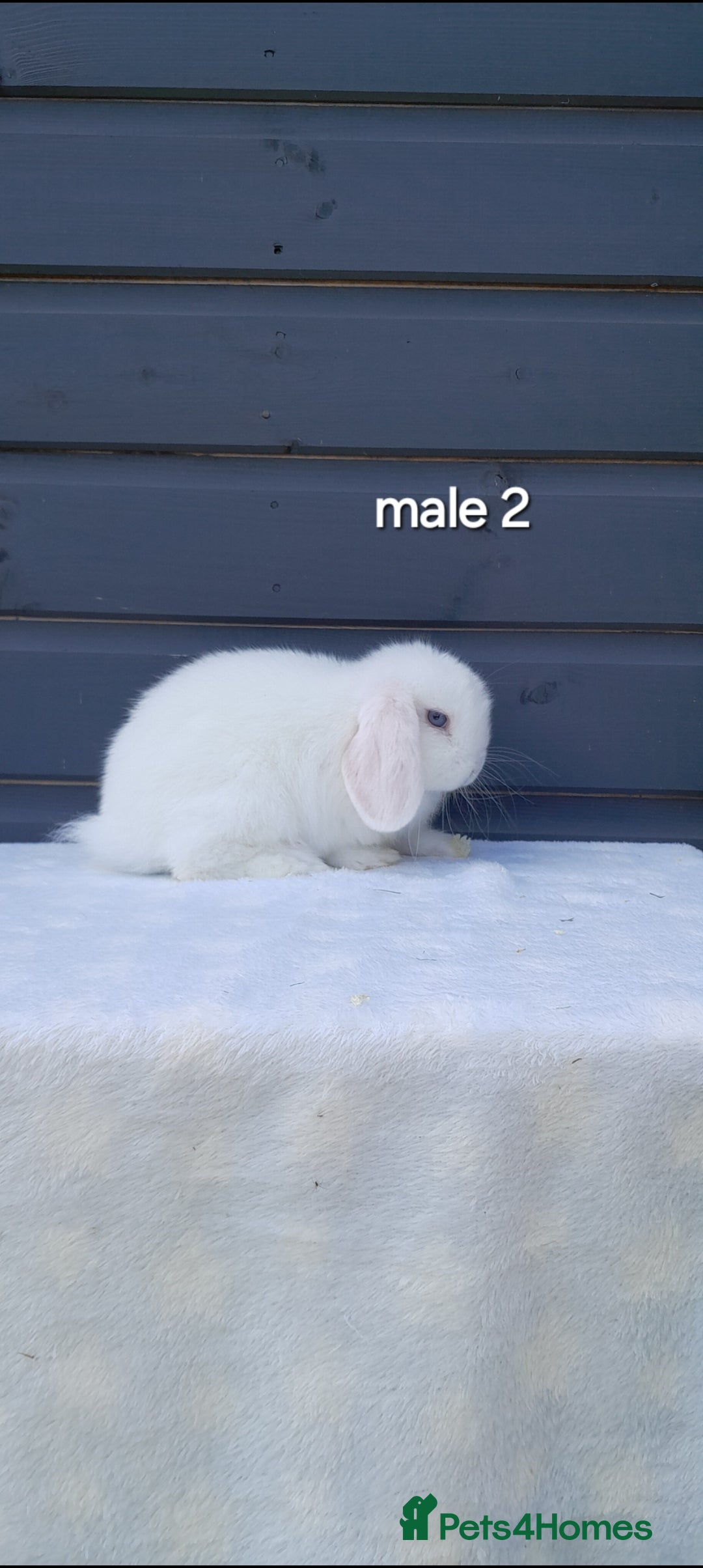 Mini Lop rabbits for sale: Gorgeous mini lop rabbits ready now  - Image 5