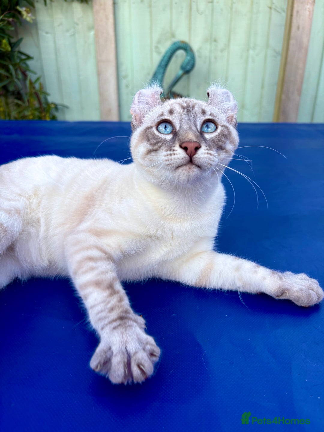 Bengal cats for sale: Stunning rare female  - Image 19