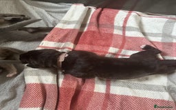 Cane Corso dogs for sale: Proudly presenting - Image 8