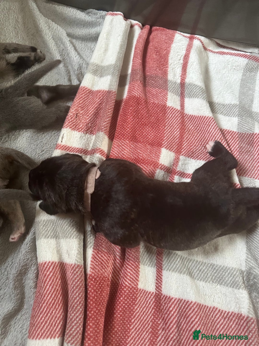 Cane Corso dogs for sale: Proudly presenting - Image 8