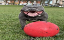 Staffordshire Bull Terrier dogs for sale: Staffordshire Bull Terrier Pups KC REGISTERED  - Image 18