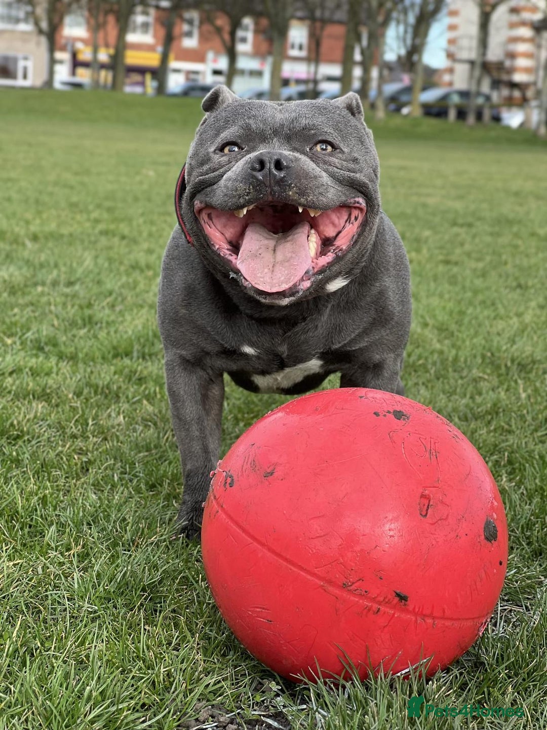 Staffordshire Bull Terrier dogs for sale: Staffordshire Bull Terrier Pups KC REGISTERED  - Image 18
