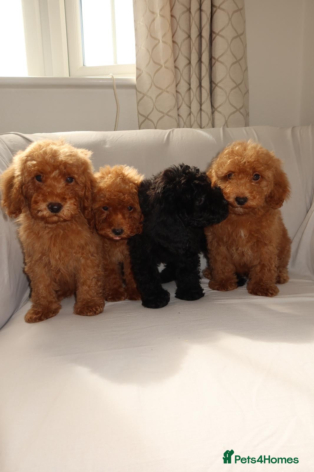 Toy Poodle dogs Toy Poodle Puppies  - Advert 1