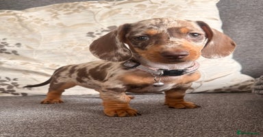 Dachshund dogs - Advert 3