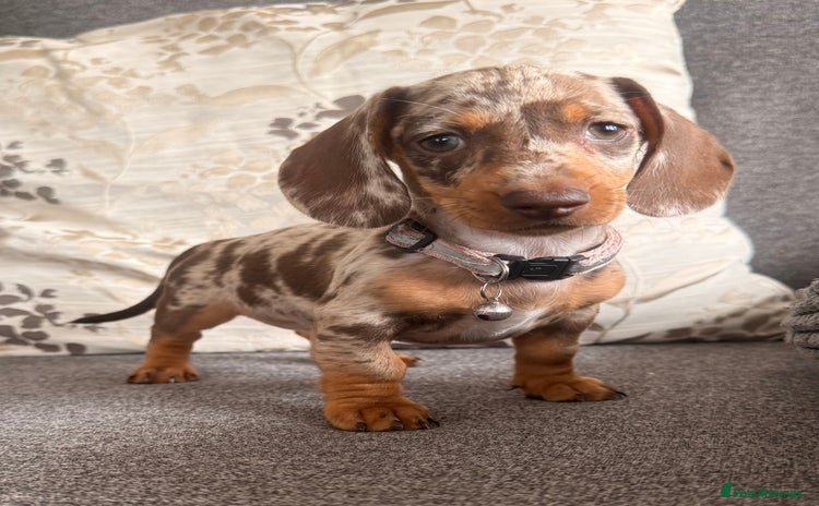 Dachshund dogs - Advert 4