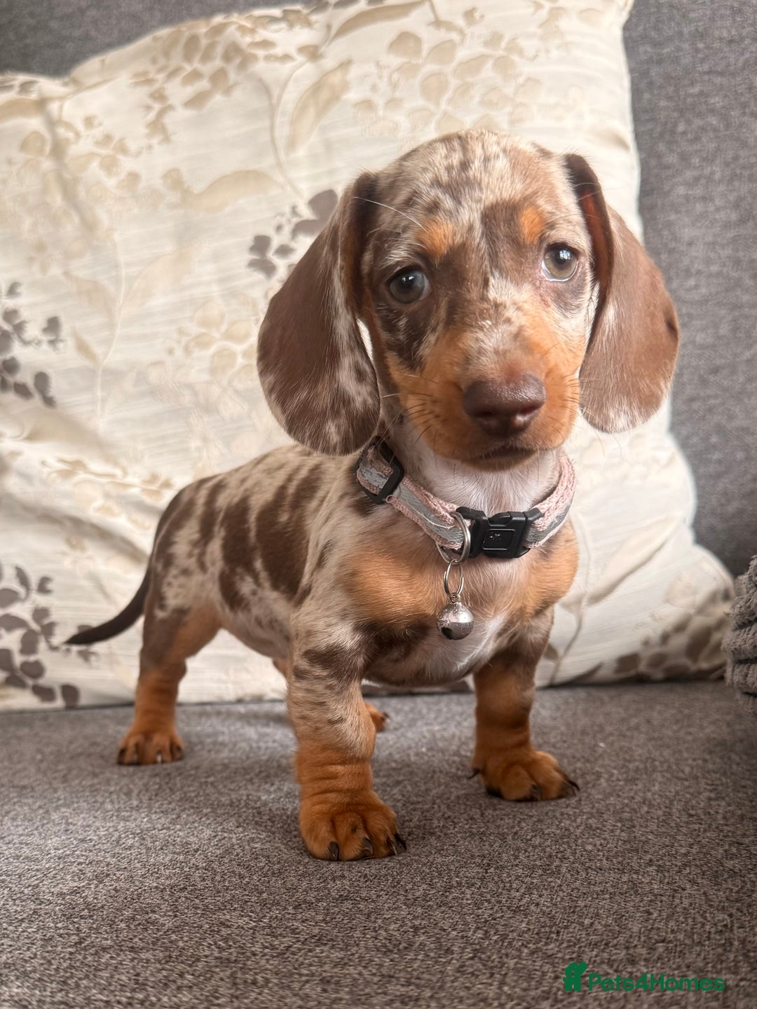 Dachshund dogs for sale: KC one little girl left STANDARD dachshund puppy  - Image 6