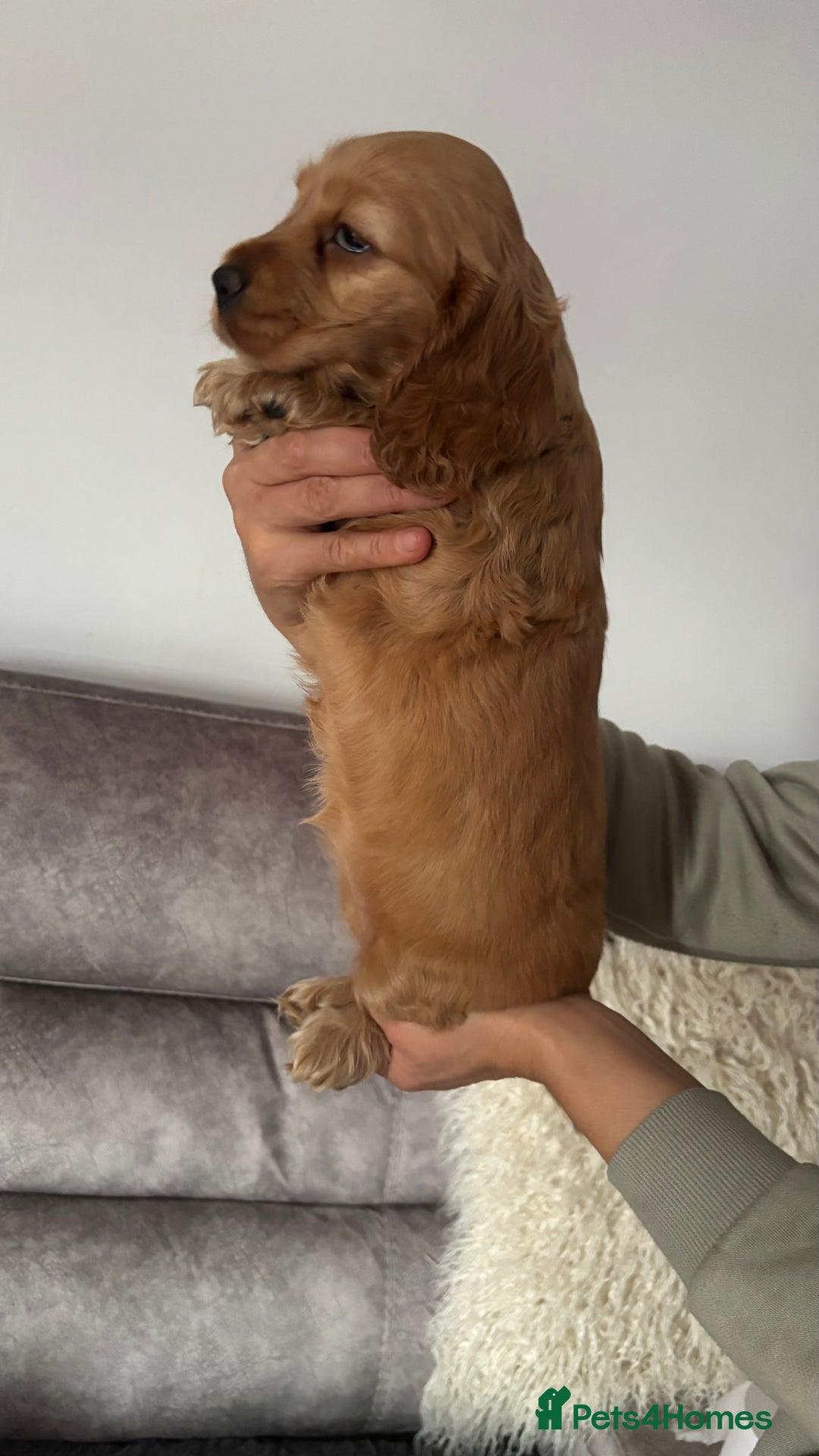 Cocker Spaniel dogs for sale: Show Type Cocker Spaniels - Image 4
