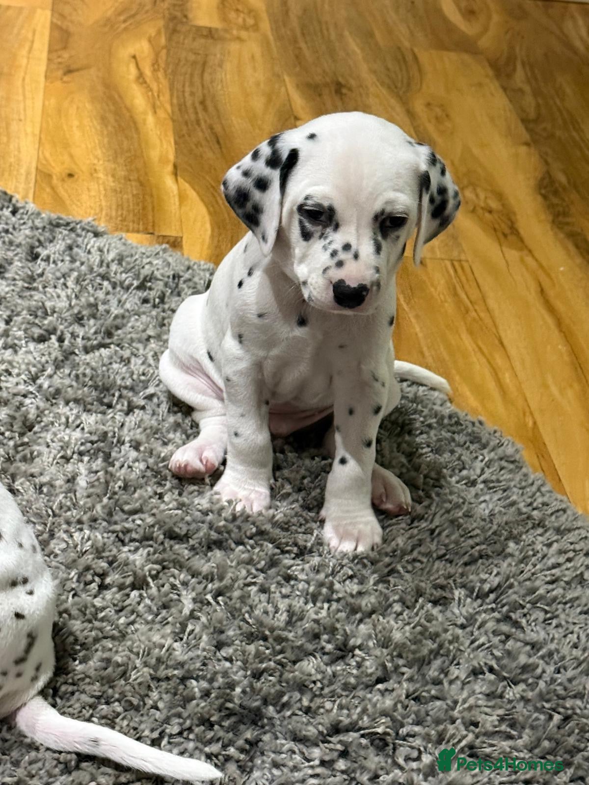 Dalmatian dogs Dalmatian Puppies - Advert 1