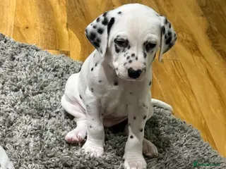 Dalmatian dogs Dalmatian Puppies - Advert 1