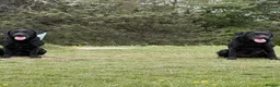 Labrador Retriever dogs for stud: KC registered well bred fully health tested  - Advert 4