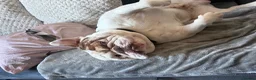 English Bulldog dogs for sale: New English Bulldog PABLO - Advert 10