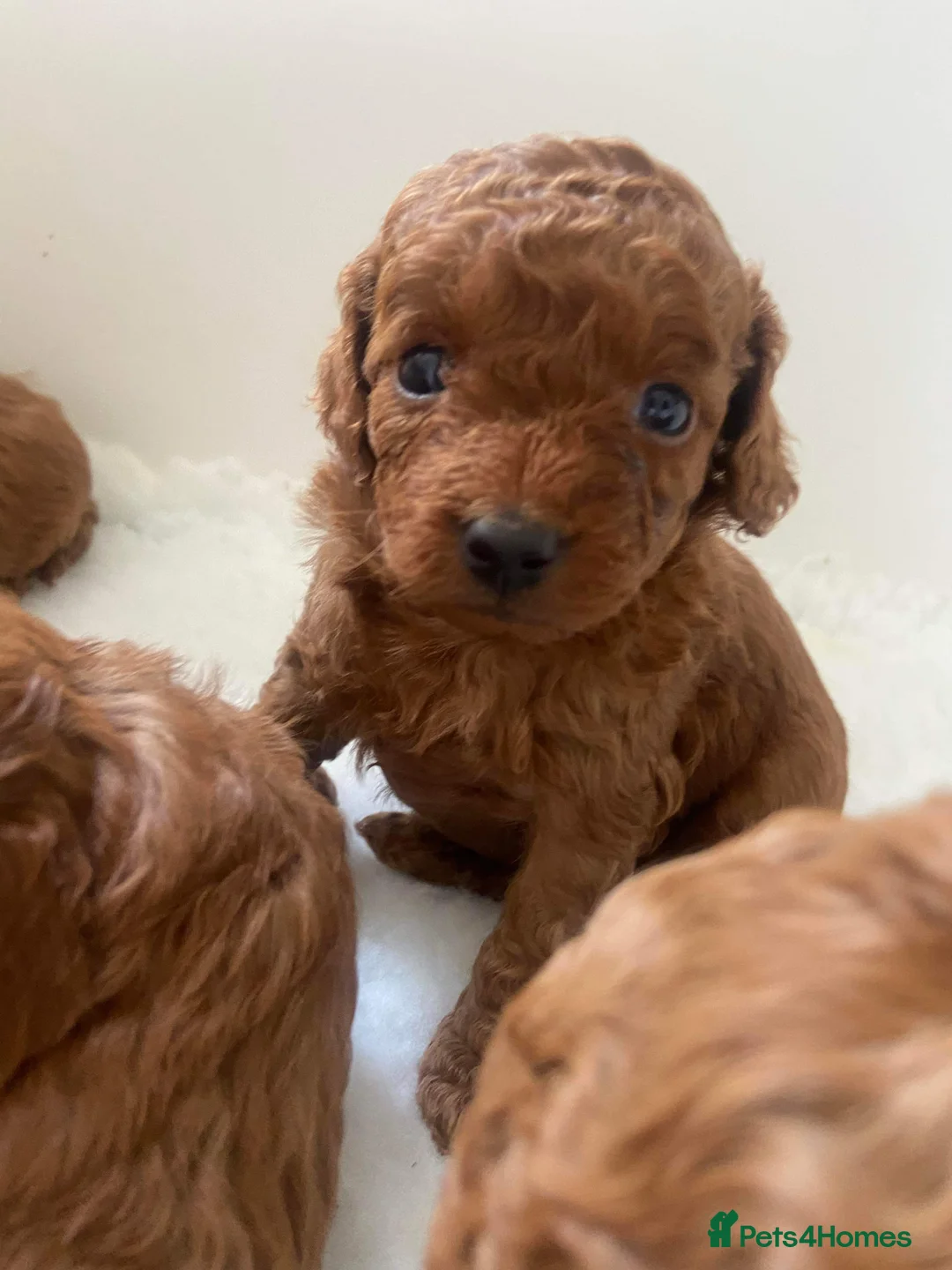 Toy Poodle dogs for stud: 🌹 RED TOY POODLE 9 INCH 2.8 KG HEALTH TESTED 🌹 in Romford - Advert 12