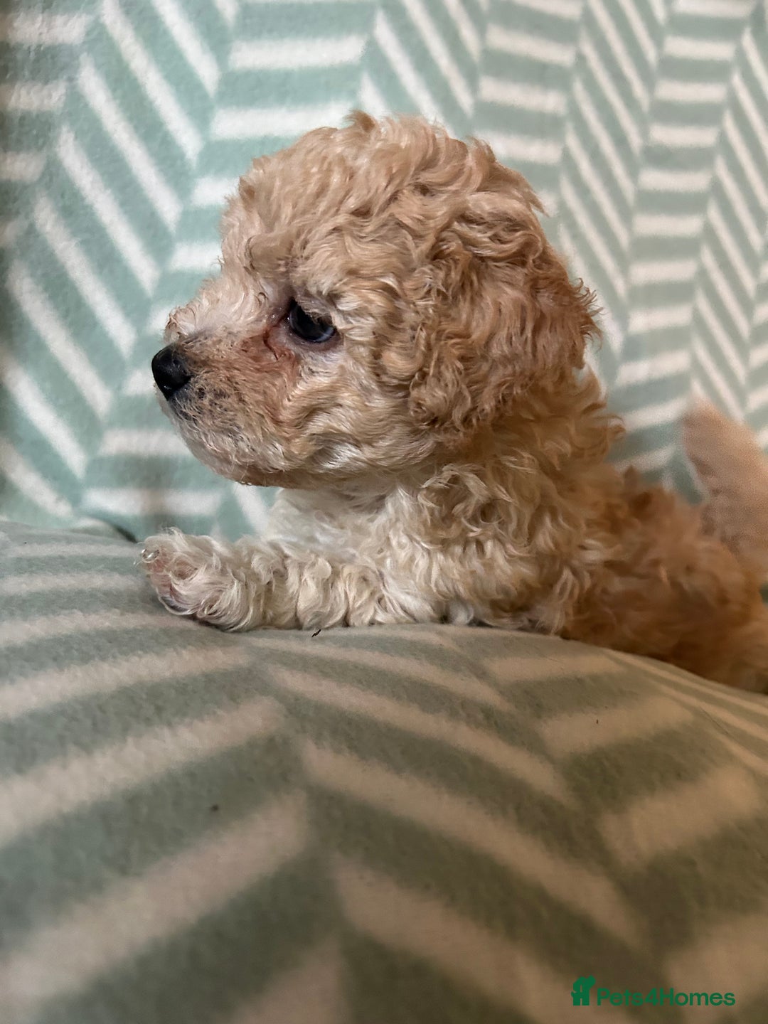 Mixed Breed dogs for sale: Beautiful Malshi-Poo Puppies (Shmoodles) ❤️ - Image 5