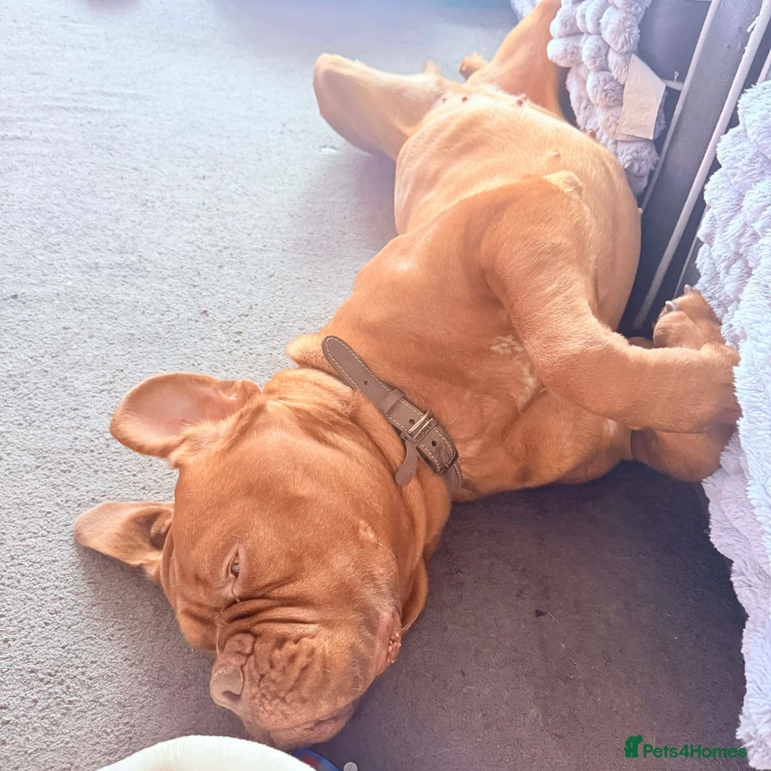 Dogue De Bordeaux dogs for sale: Dogue de Bordeaux - Advert 6