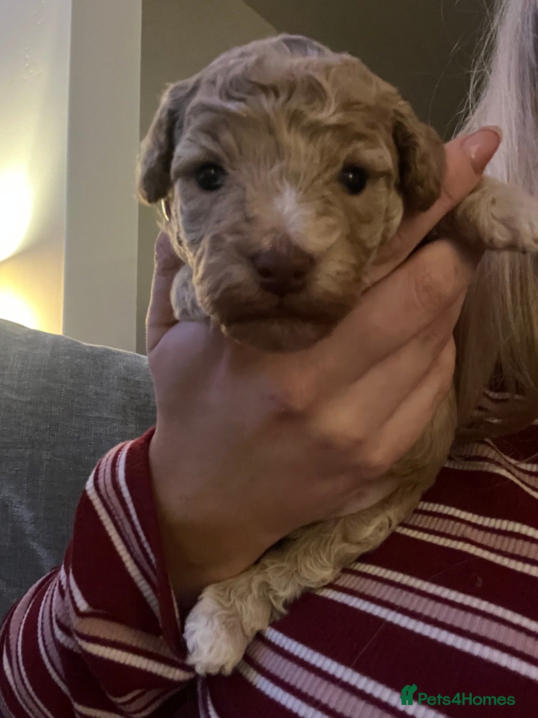 Cockapoo dogs for sale: Cockapoos for sale.  - Advert 9