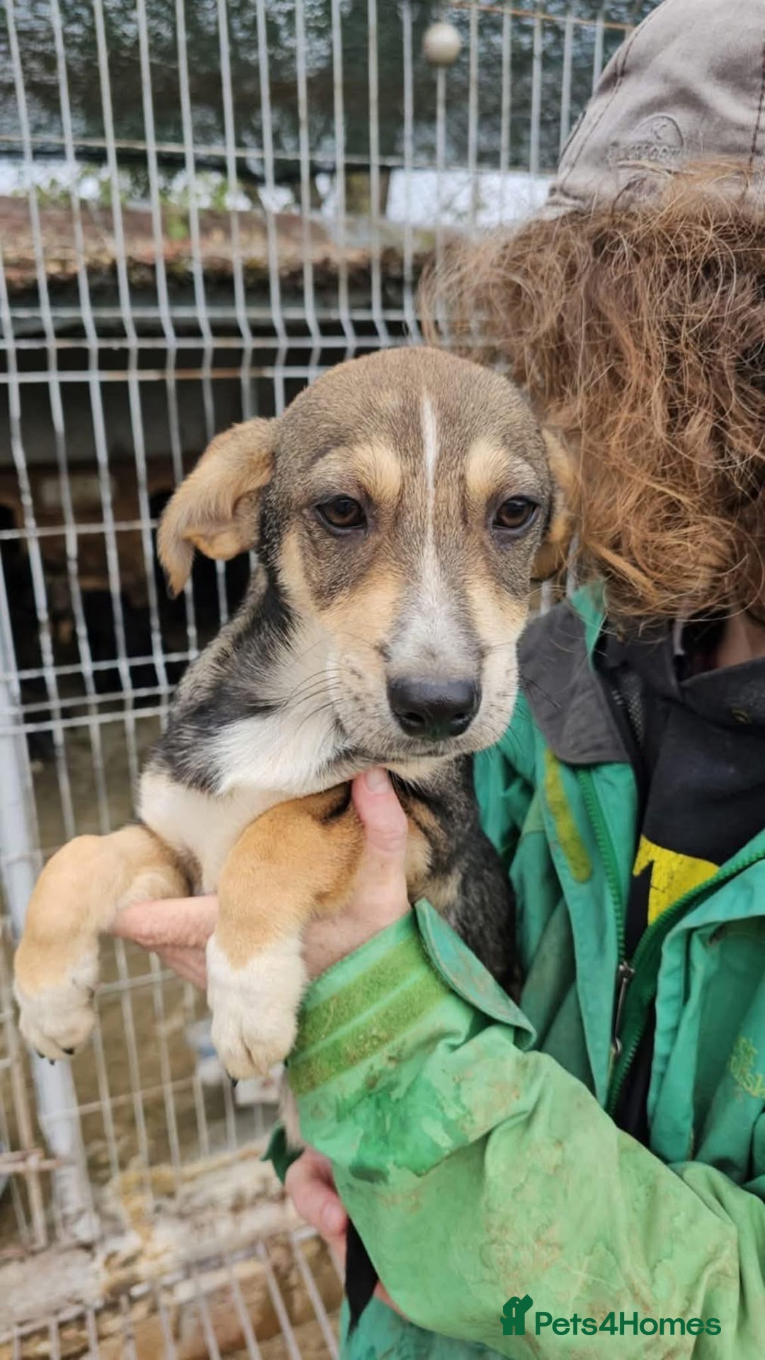 Mixed Breed dogs for adoption: Tallulah - North Walsham Norfolk  - Advert 2