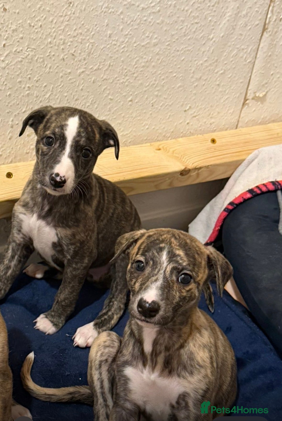 Whippet dogs 4 x 4 week old pups - Advert 1