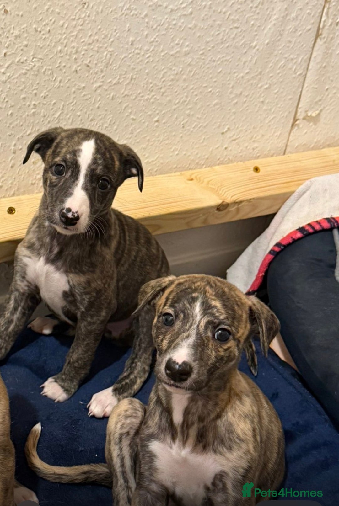 Whippet dogs for sale: 4 x 4 week old pups - Advert 1