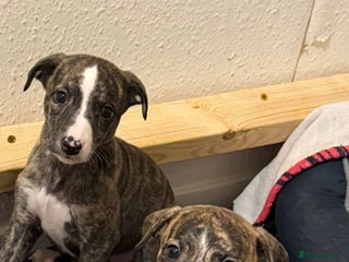 Whippet dogs 4 x 4 week old pups - Advert 1