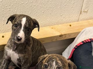 Whippet dogs 4 x 4 week old pups - Advert 2