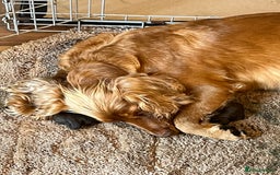Cocker Spaniel dogs for sale: Outstanding littler of working cocker spaniels - Image 6