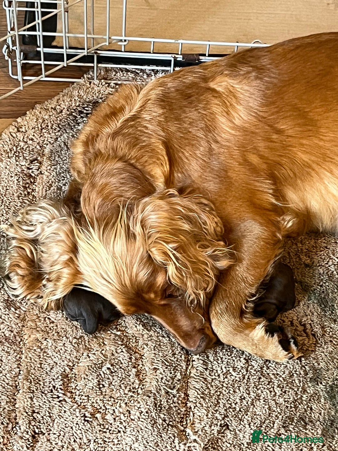 Cocker Spaniel dogs for sale: Outstanding littler of working cocker spaniels - Image 6