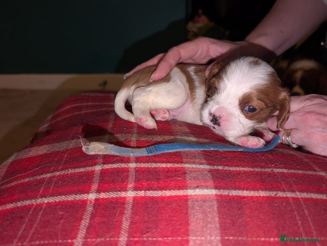 Cavalier King Charles Spaniel dogs for sale: Beautiful cavalier king Charles pups born 24/12 - Advert 6