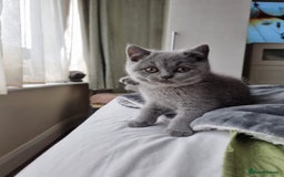 British Shorthair cats for sale: Last 2 Kittens Lilac & Blue Healthy GCCF Pedigree  - Image 5