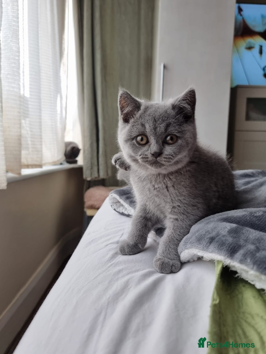 British Shorthair cats for sale: Last 2 Kittens Lilac & Blue Healthy GCCF Pedigree  - Image 5