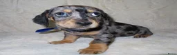 Dachshund dogs for sale: BEAUTIFUL DACHSHUND READY FOR FOREVER HOME!!! in Wolverhampton - Advert 16