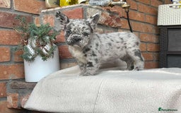French Bulldog dogs for sale: Fluffy French Bulldog Puppies  - Image 4