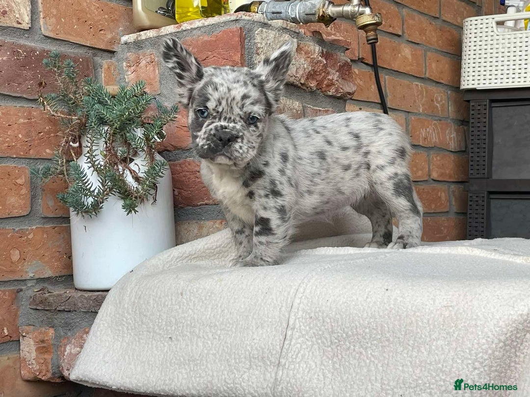 French Bulldog dogs for sale: Fluffy French Bulldog Puppies  - Image 4