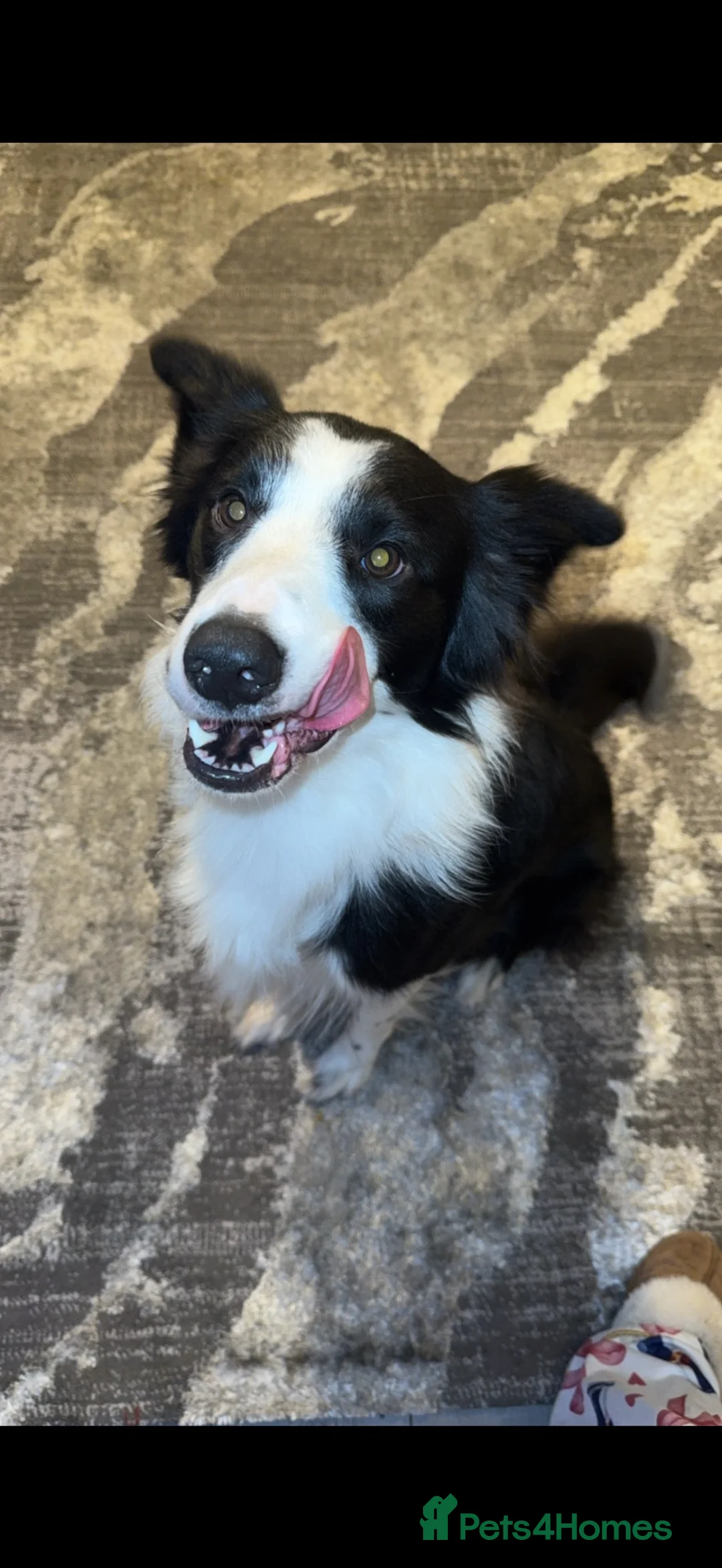 Border Collie dogs for sale: 3 year old border collie for rehoming URGENT  - Advert 2