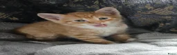 Mixed Breed cats for sale: Beautiful Litter of kittens - Advert 16
