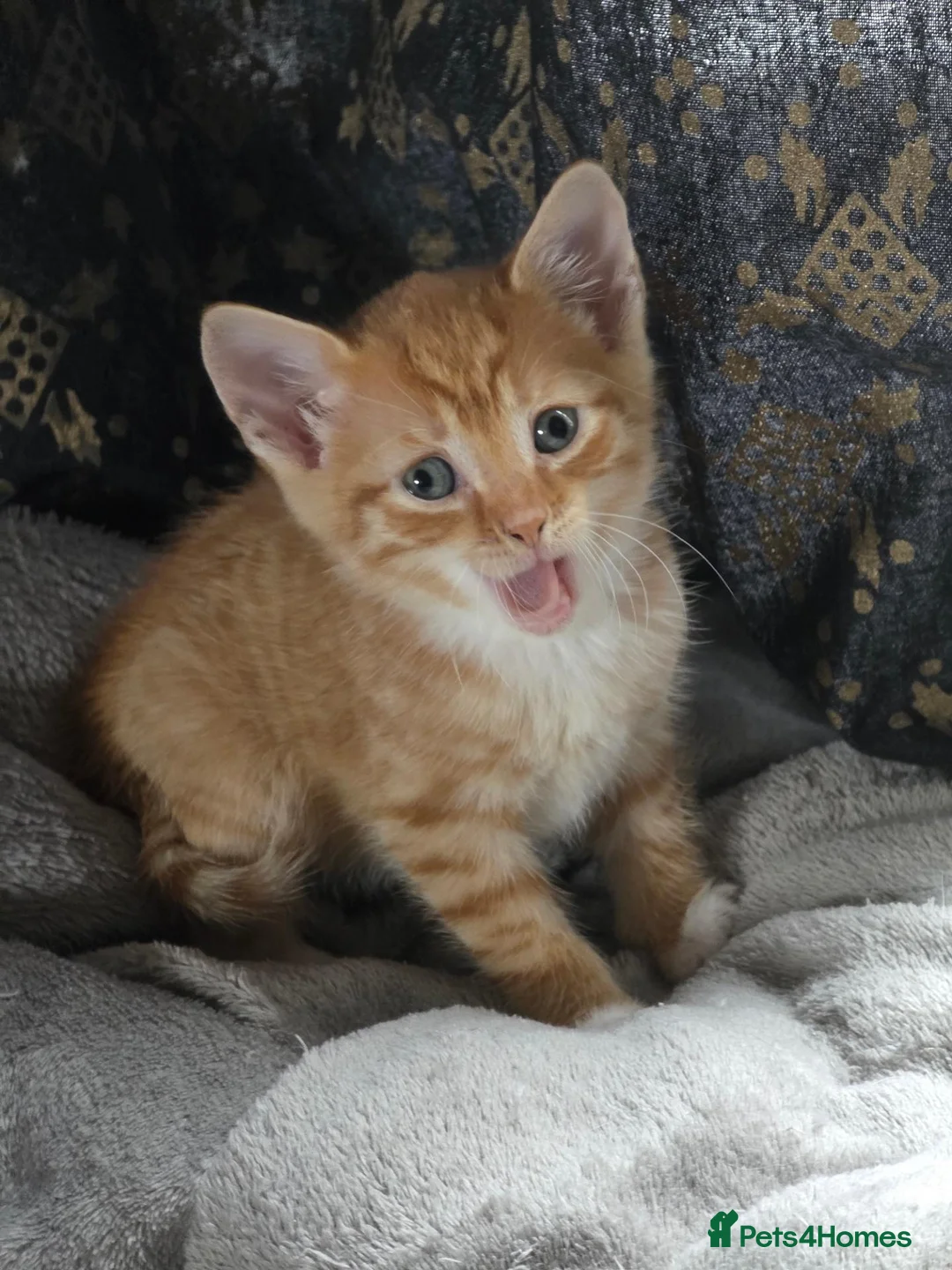 Mixed Breed cats for sale: Beautiful Litter of kittens - Advert 16