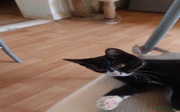 Mixed Breed cats for sale: Sweety girl  - Image 4