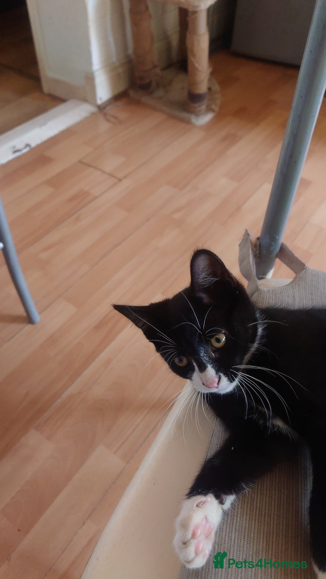 Mixed Breed cats for sale: Sweety girl  - Image 4
