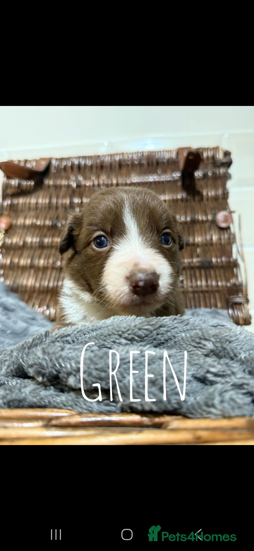 Border Collie dogs for sale: Brown,tan and white border collie pups for sale  - Advert 10