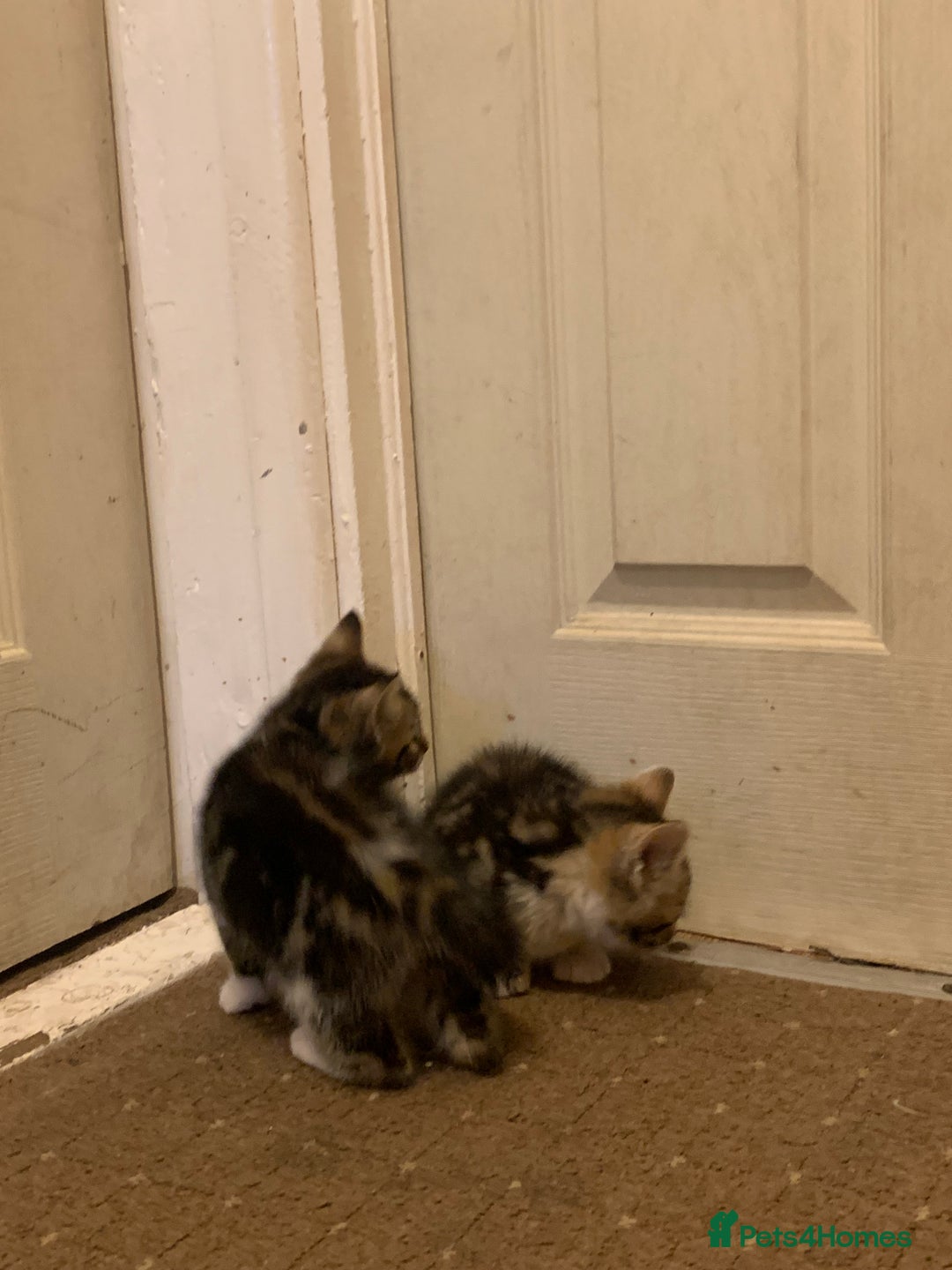 British Shorthair cats for sale: 2 boy kittens ready for there new home - Image 5