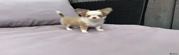 Chihuahua dogs for sale: **PRICE REDUCTION** 🐾🩶 READY TO GO LAST TINY BOY - Advert 9